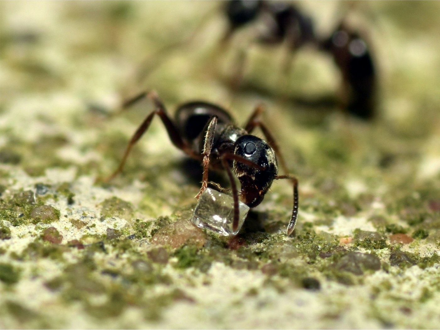 Close view of an ant moving along a textured surface.