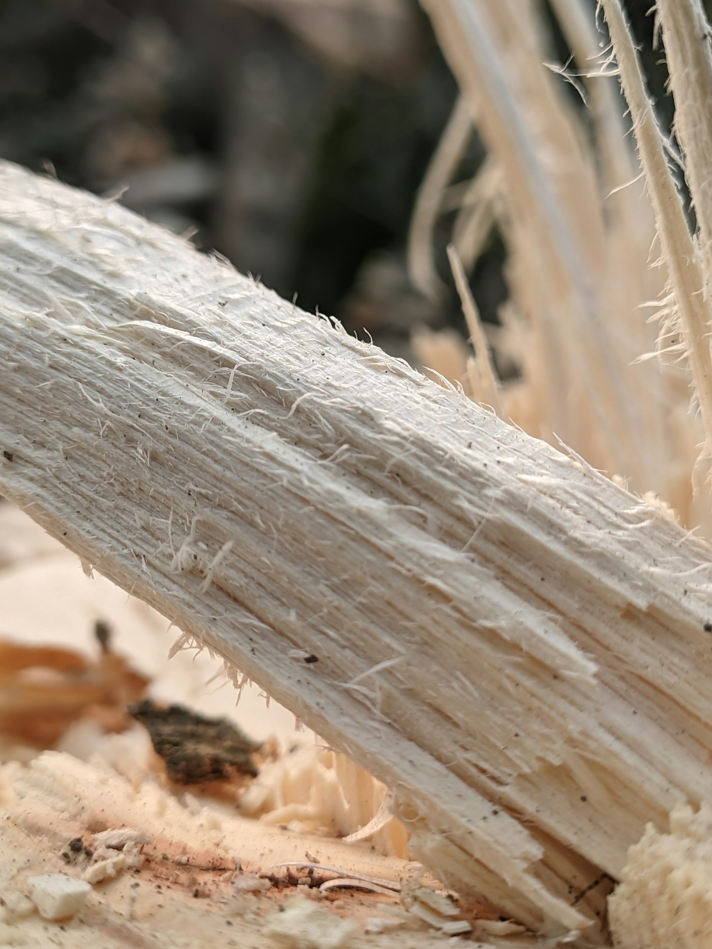 Close view of a termite on a piece of wood.